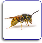 Wasp removal Leeds